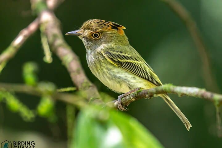 Birdwatching in Cerro Blanco Reserve: Tropical Dry-Forest Birds Near Guayaquil photo 6