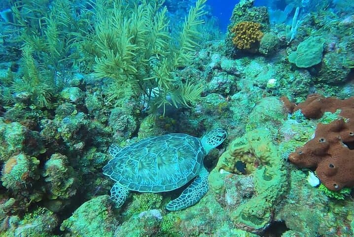 Roatán Private Sanctuary & Reef Snorkel: Guided Beach Club Escape