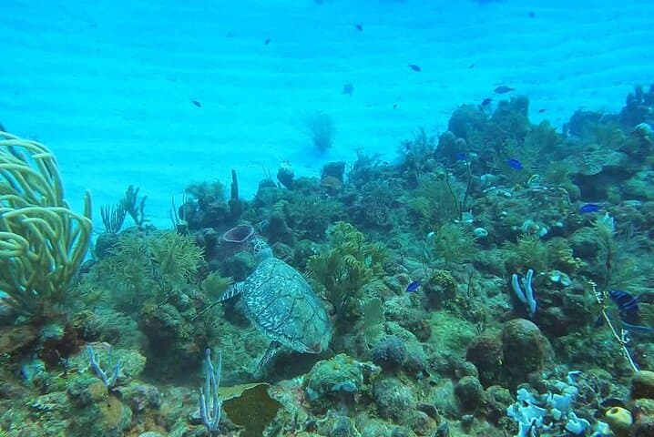 Roatán Private Sanctuary & Reef Snorkel: Guided Beach Club Escape photo 2