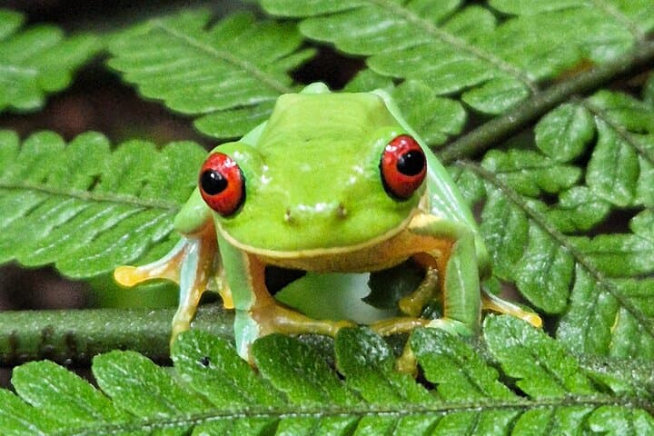 Monteverde Cloud Forest Guided Walk — Quetzal, Bellbird & Hummingbird Garden photo 5