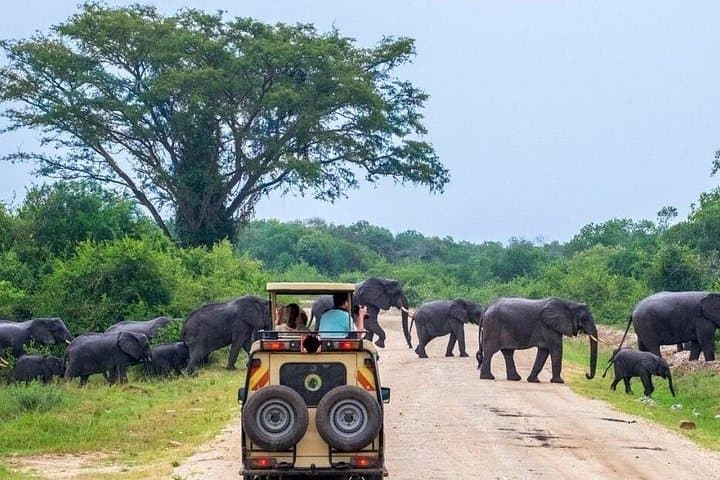 3-Day Murchison Falls Safari: Game Drives, Boat Cruise & Rhino Tracking photo 2