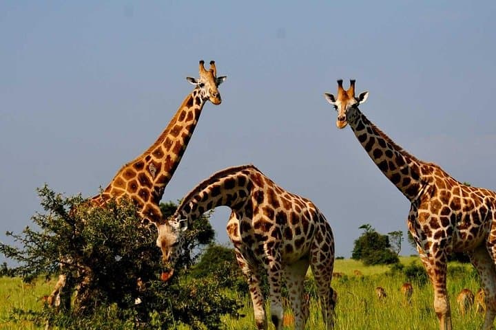 3-Day Murchison Falls Safari: Game Drives, Boat Cruise & Rhino Tracking photo 3