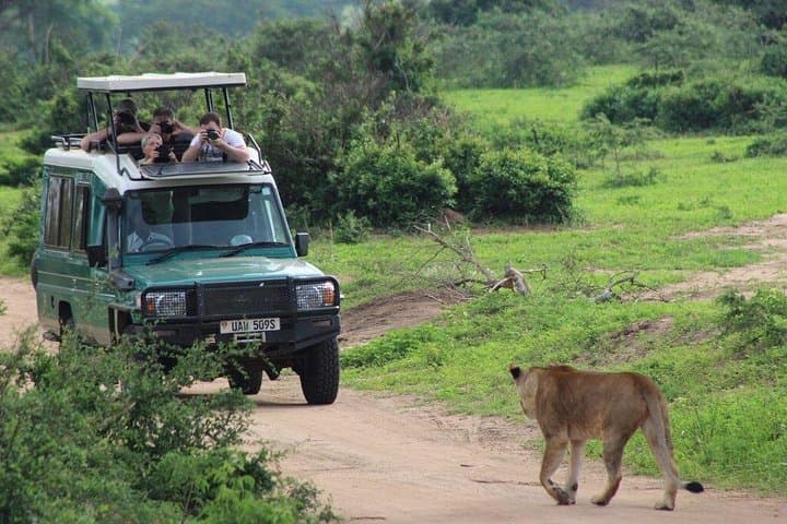 3-Day Murchison Falls Safari: Game Drives, Boat Cruise & Rhino Tracking photo 4