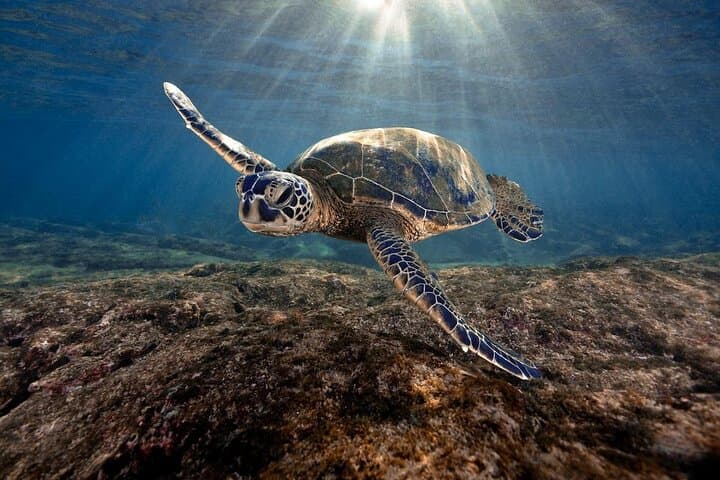 Poipu Sea Kayak Tour: Whale Watching, Turtles & Snorkel in Kauai