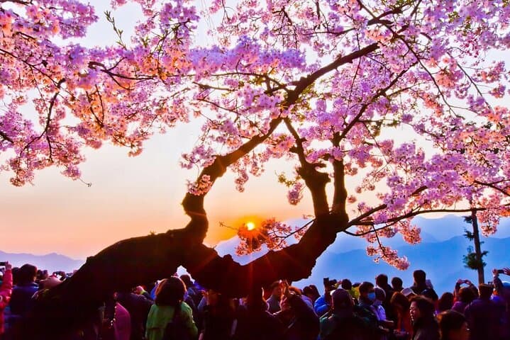 Alishan Sunrise and Ancient Trees: Visitor Guide to Alishan National Forest photo 5