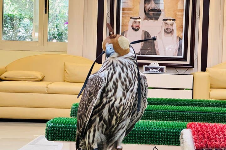 Abu Dhabi Falcon Hospital Tour — Hold a Falcon & Discover Emirati Falconry photo 3