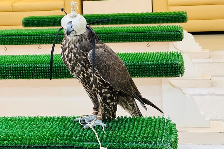 Abu Dhabi Falcon Hospital Tour — Hold a Falcon & Discover Emirati Falconry photo 4