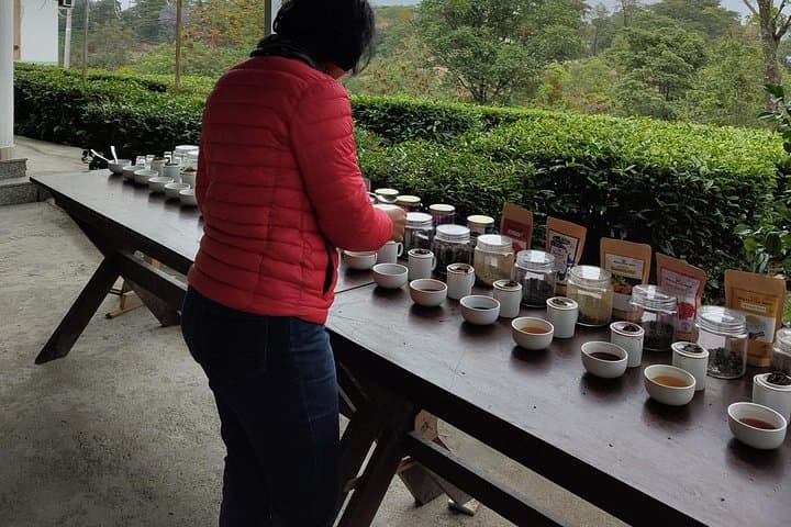Palampur Tea Garden Tour — Kangra Tea Tasting & Estate Walk from Dharamshala photo 3