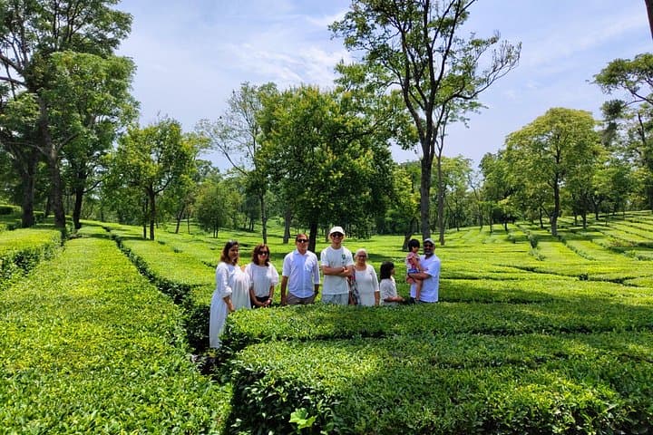 Palampur Tea Garden Tour — Kangra Tea Tasting & Estate Walk from Dharamshala photo 1