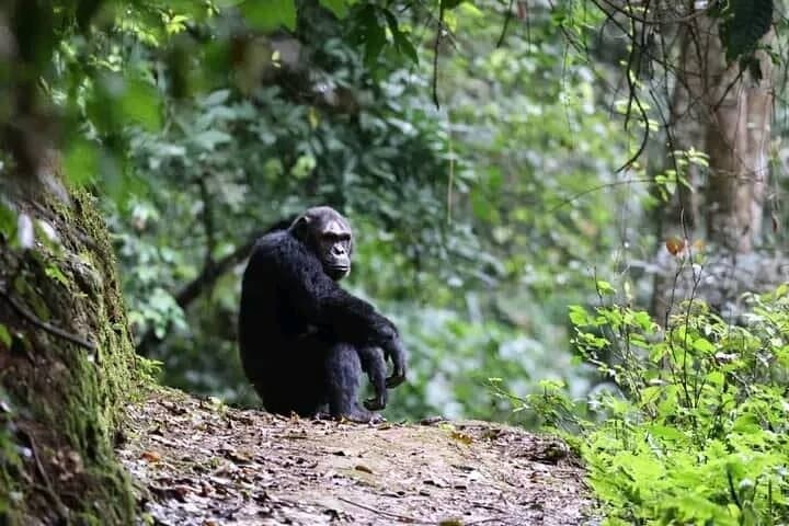 2-Day Private Chimpanzee Tracking & Canopy Walk in Nyungwe National Park photo 2