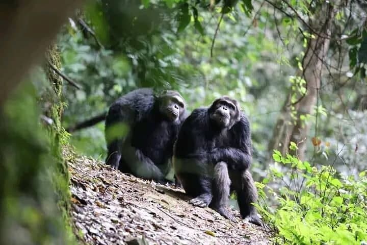 2-Day Private Chimpanzee Tracking & Canopy Walk in Nyungwe National Park photo 3