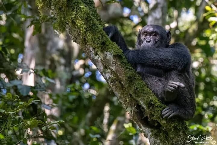 2-Day Private Chimpanzee Tracking & Canopy Walk in Nyungwe National Park photo 5