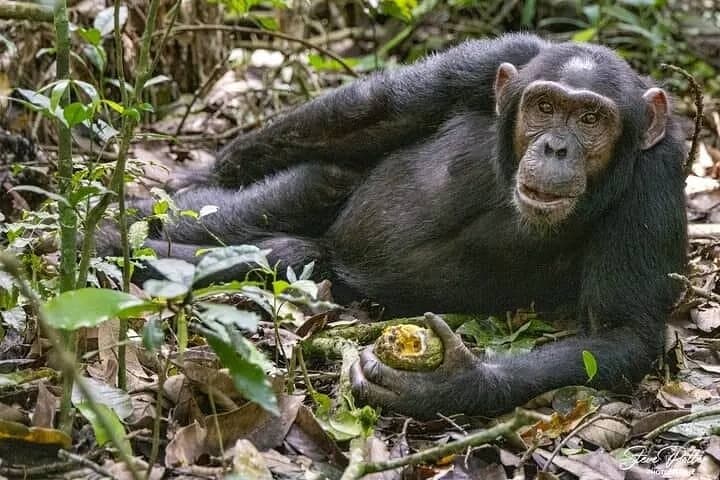 2-Day Private Chimpanzee Tracking & Canopy Walk in Nyungwe National Park photo 6