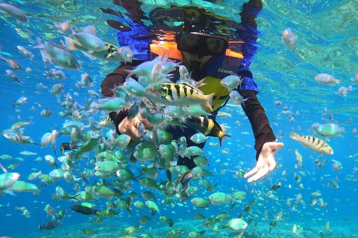 Snorkel with Manta Rays & West Coast Tour Nusa Penida photo 5