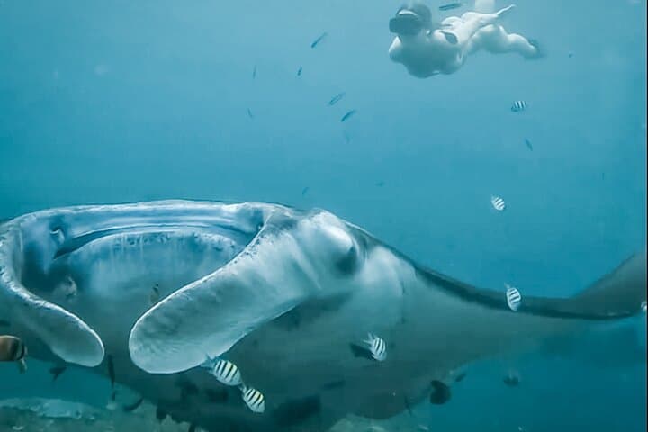 Snorkel with Manta Rays & West Coast Tour Nusa Penida photo 3