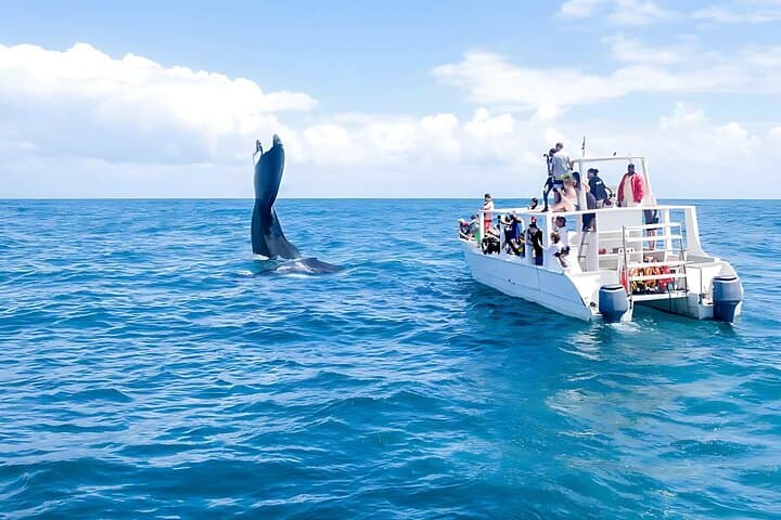 Punta Cana Whale Watching & Bacardi Island Day Trip | Samaná Whale Safari photo 3