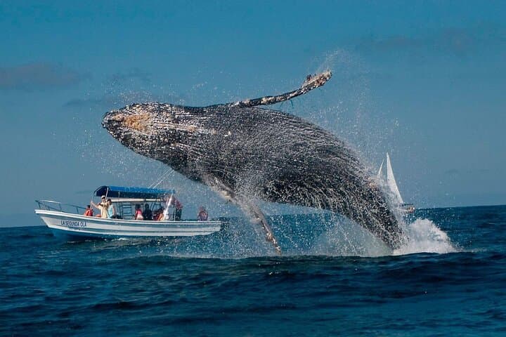 Punta Cana Whale Watching & Bacardi Island Day Trip | Samaná Whale Safari photo 2