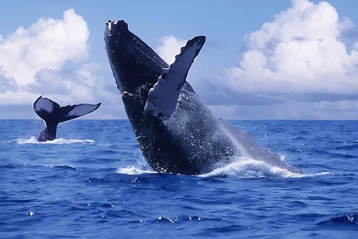 Punta Cana Whale Watching & Bacardi Island Day Trip | Samaná Whale Safari