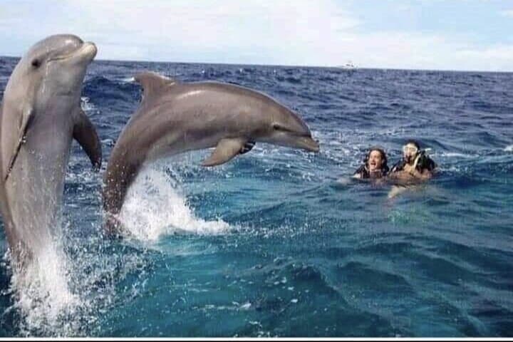 Mnemba Atoll Snorkel & Private Zanzibar Dhow Day with Dolphins and Sunset Beach photo 3