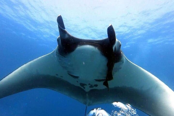 Private Snorkeling Boat Charter from Potrero Marina — Half-Day Gulf of Papagayo Adventure photo 4