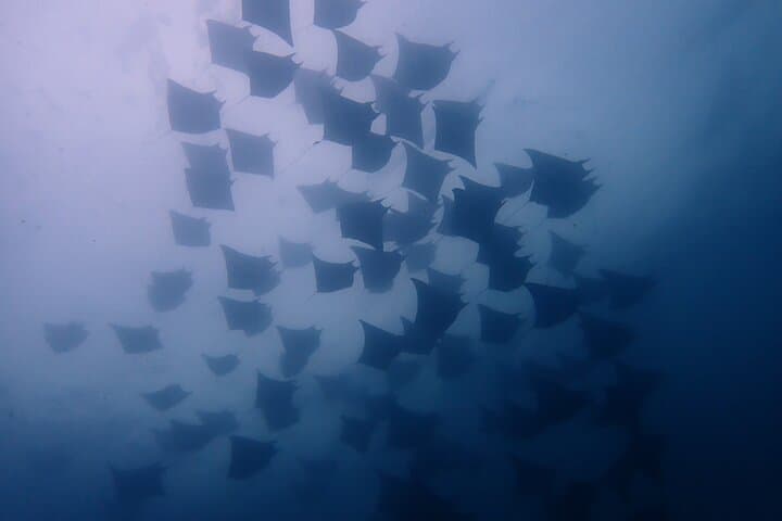 Private Snorkeling Boat Charter from Potrero Marina — Half-Day Gulf of Papagayo Adventure photo 5