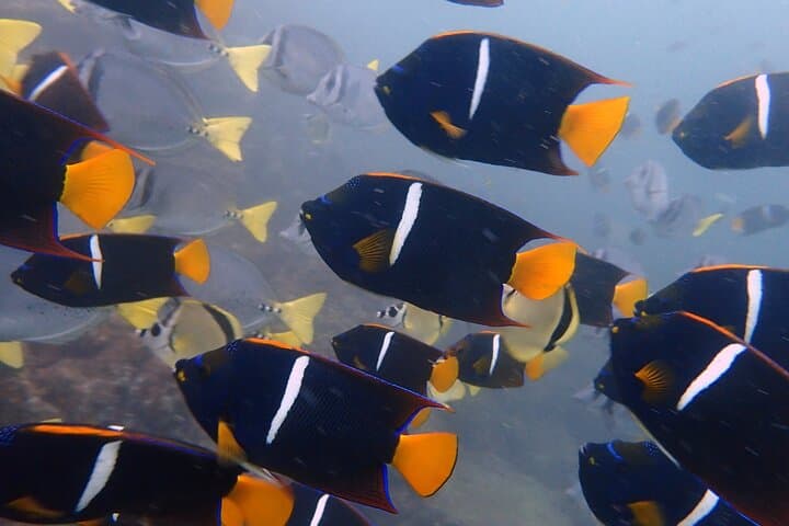 Private Snorkeling Boat Charter from Potrero Marina — Half-Day Gulf of Papagayo Adventure photo 6