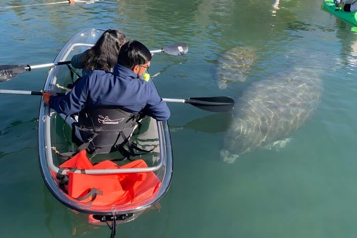 Crystal River Clear Kayak Tour to Three Sisters Springs — Manatee Viewing & Free Photos photo 3