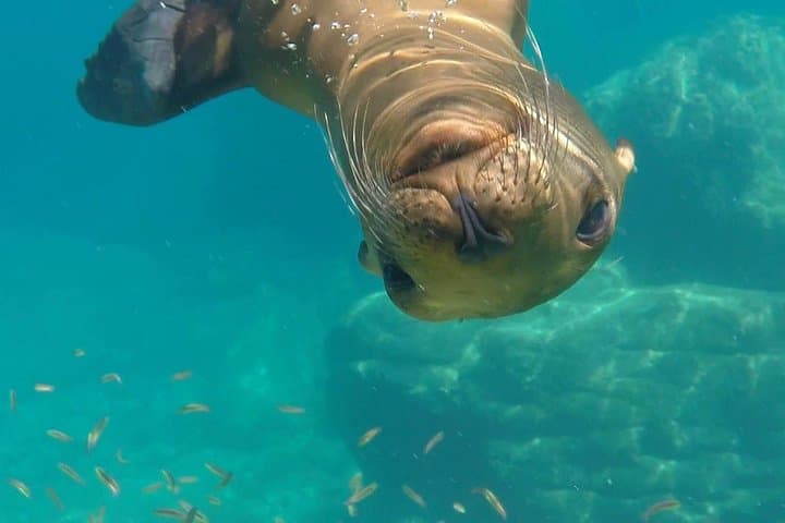 Private Isla Espíritu Santo Boat Tour — Swim with Sea Lions from La Paz photo 2