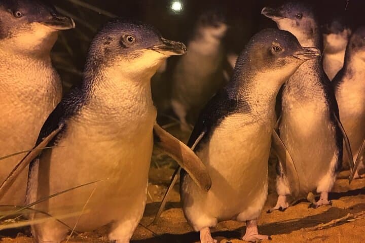 Private Phillip Island Penguin Tour from Melbourne — Premium Penguin Parade & Island Highlights photo 6