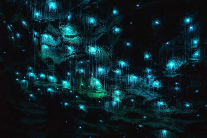 Hobbiton and Waitomo Day Tour — Ruakuri Cave, Glowworms & Movie Set Experience photo 3