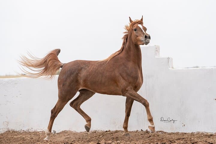 Thoroughbred Arabian Asil Horse Show & Beach Ride in Essaouira