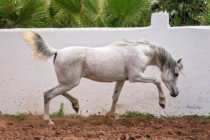 Thoroughbred Arabian Asil Horse Show & Beach Ride in Essaouira photo 2