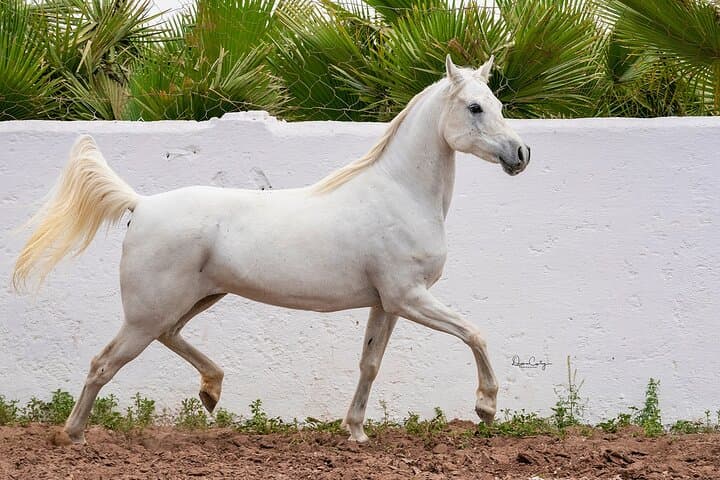 Thoroughbred Arabian Asil Horse Show & Beach Ride in Essaouira photo 4