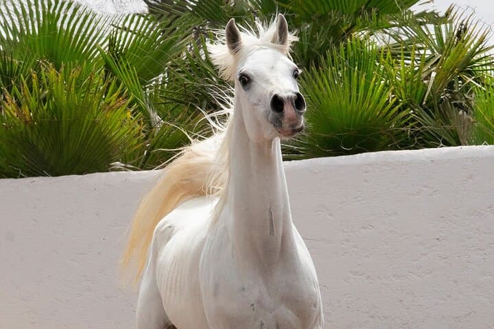 Thoroughbred Arabian Asil Horse Show & Beach Ride in Essaouira photo 5