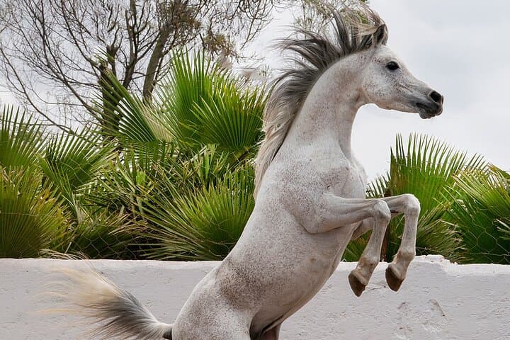 Thoroughbred Arabian Asil Horse Show & Beach Ride in Essaouira photo 6