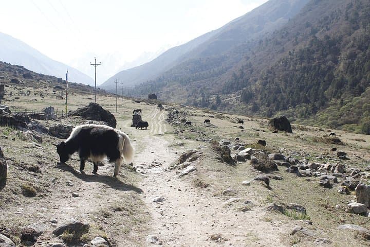 Langtang Valley 7-Day Trek from Kathmandu to Kyanjin Gompa