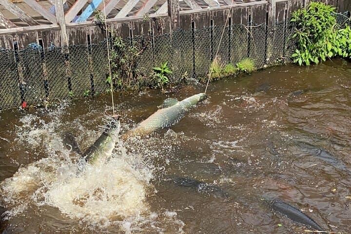 Amazon River Half-Day Tour from Manaus — Meeting of Waters & Floating Villages photo 6