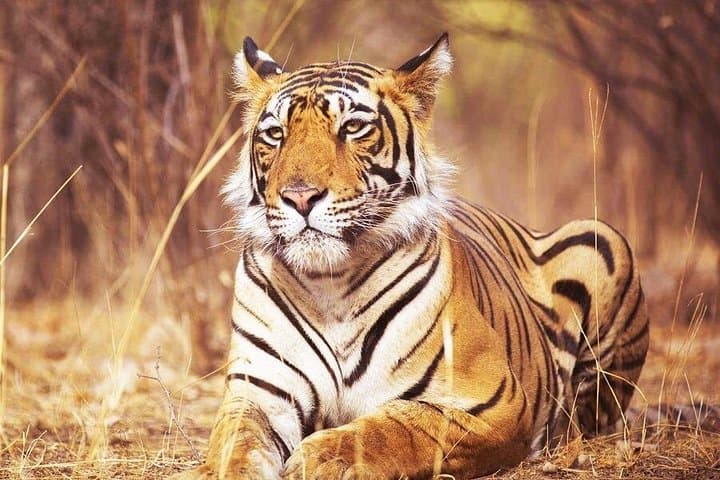 Jaipur to Ranthambore Day Trip: Tiger Safari and Ranthambore Fort Experience photo 2