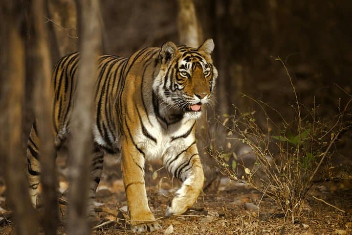 Jaipur to Ranthambore Day Trip: Tiger Safari and Ranthambore Fort Experience photo 1