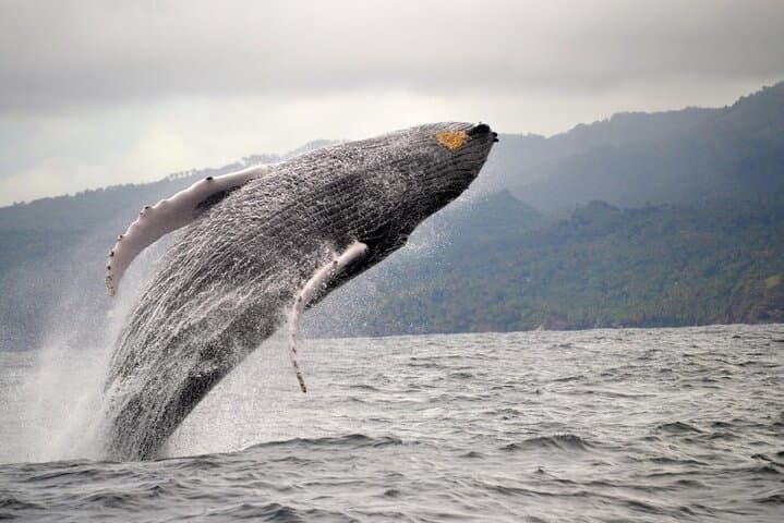 Samana Adventure: Whale Watching, El Limón Waterfall & Cayo Levantado Day Trip