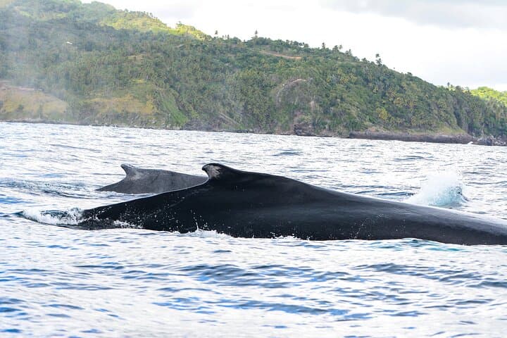 Samaná Whale Watching and Cayo Levantado Day Trip from Punta Cana photo 2