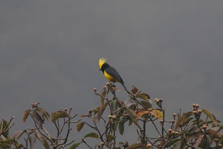 Birding in Chitwan: Vulture Safe Zones, Riverbank Waders, and Village Forests