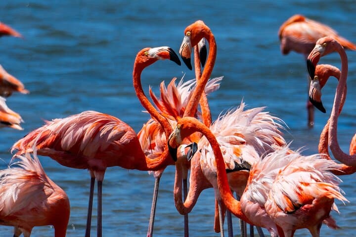 Private South Bonaire Island & Snorkeling Tour — Salt Flats, Slave Huts & Turquoise Reefs photo 6