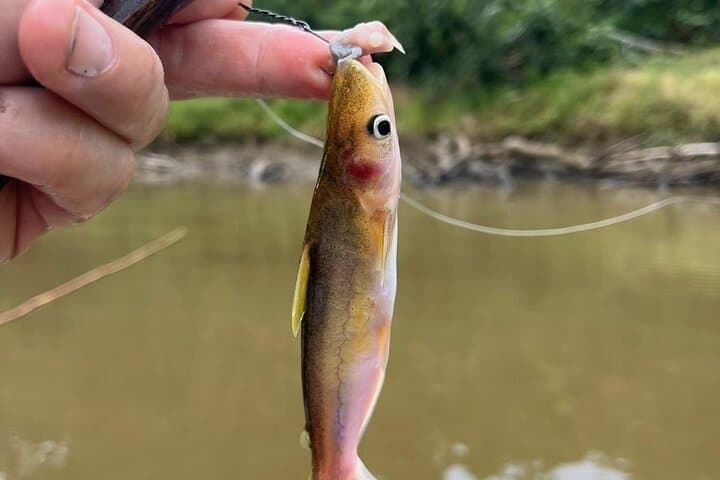 4-Day Pacaya-Samiria Amazon Adventure: Wildlife, Canoes & Jungle Camping photo 2