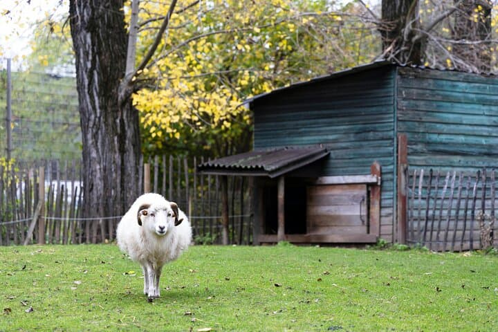Bucharest Ranch Day Trip: Animals, Zipline & City Highlights