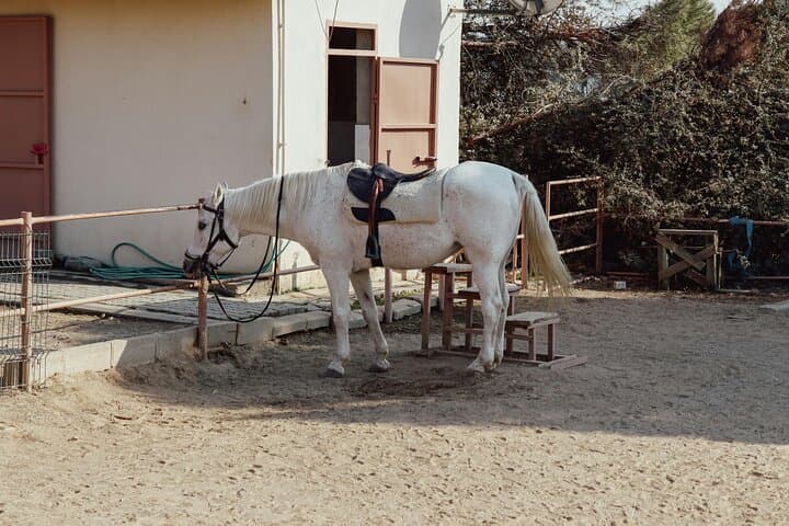 Bucharest Ranch Day Trip: Animals, Zipline & City Highlights photo 4