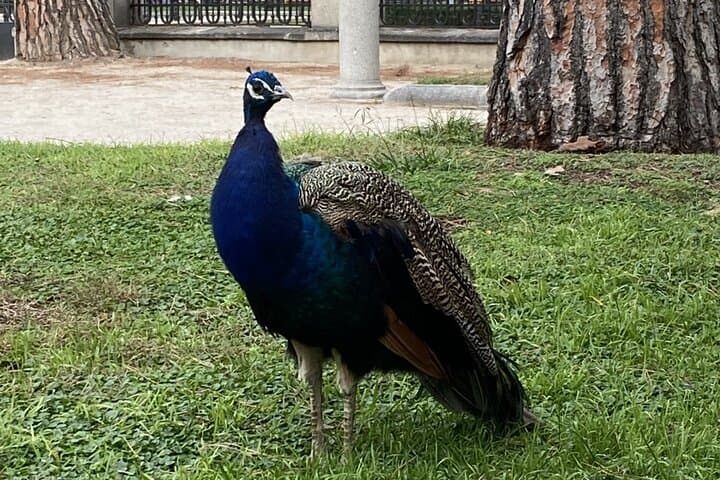 Family Self-Guided Walk: Retiro Park & Madrid Highlights for Kids photo 2
