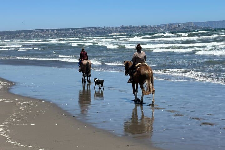 Hike Cerro El Mauco and Horseback Ride the Ritoque Dunes from Valparaiso photo 2