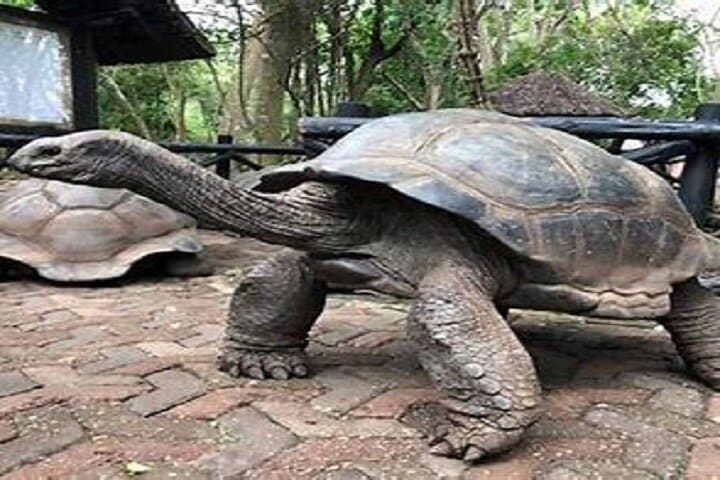 Prison Island & Stone Town: Tortoises, Doors and the Real Zanzibar photo 4