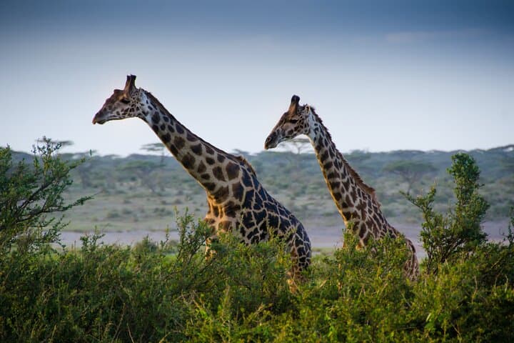 3-Day Serengeti & Ngorongoro Small-Group Safari — Game Drives and Camping photo 3